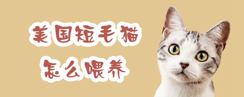 美國(guó)短毛貓?jiān)趺次桂B(yǎng)
