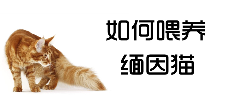 如何喂養(yǎng)緬因貓