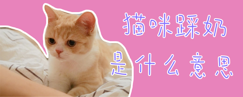 貓咪踩奶是什么意思