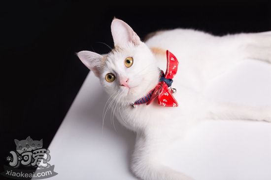 家里養(yǎng)貓要注意什么 家里養(yǎng)貓注意事項(xiàng)