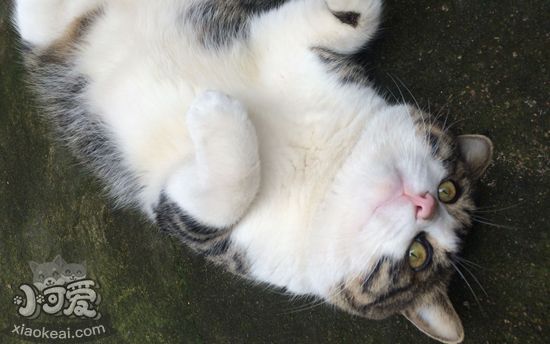 貓踩奶要注意什么 貓踩奶的注意事項