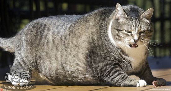 如何幫貓咪減肥 貓咪減肥小妙招