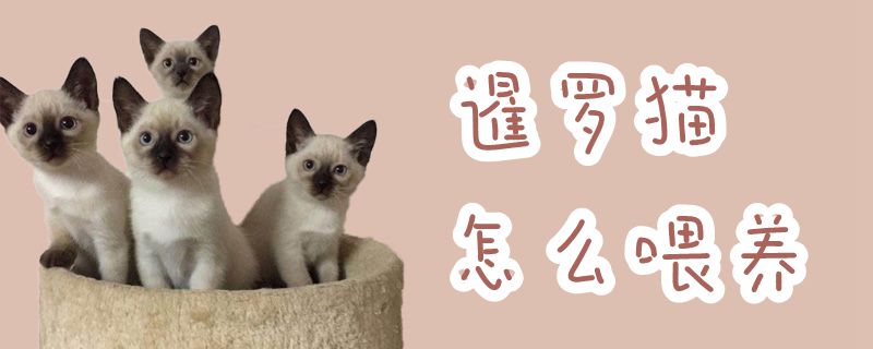 暹羅貓?jiān)趺次桂B(yǎng)