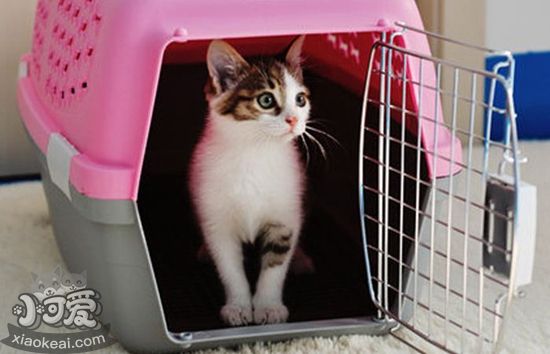 貓咪空運(yùn)要注意什么 貓咪空運(yùn)注意事項(xiàng)介紹