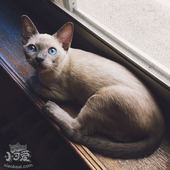 暹羅貓?jiān)趺从梦舶捅磉_(dá)心情 暹羅貓的尾巴表達(dá)什么