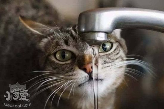 貓咪飲水怎么增加 貓咪飲水量增加技巧