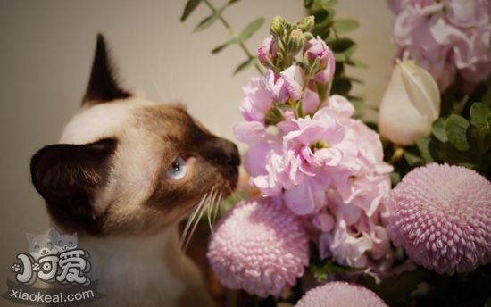 怎么給暹羅貓洗澡 暹羅貓洗澡方法