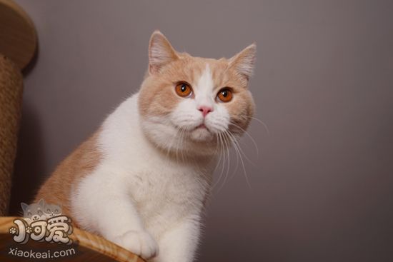 短毛貓?jiān)趺词崦?短毛貓的七個(gè)梳毛步驟