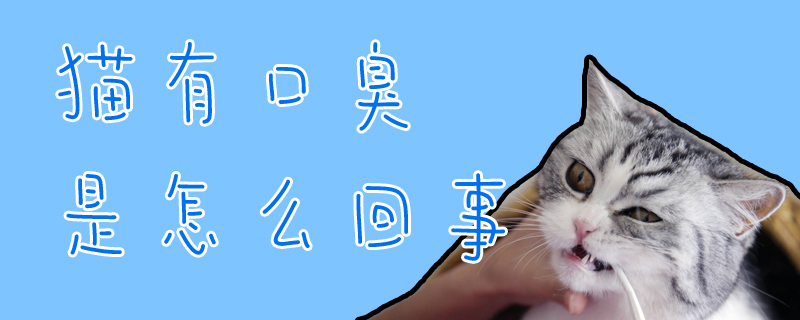 貓有口臭是怎么回事