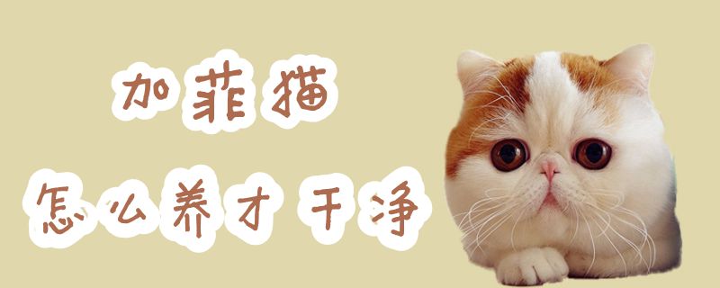 加菲貓?jiān)趺答B(yǎng)才干凈