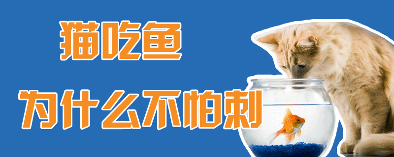 貓吃魚為什么不怕刺