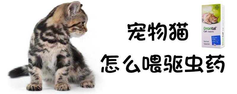 寵物貓?jiān)趺次跪?qū)蟲藥