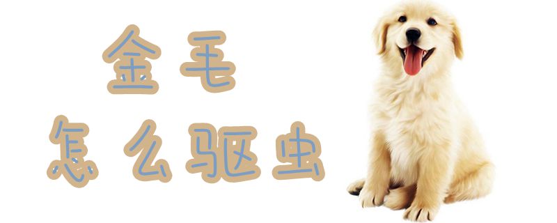 金毛怎么驅(qū)蟲