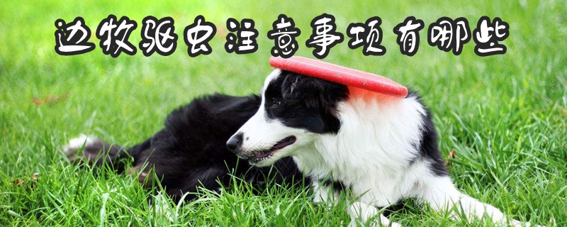 邊牧驅(qū)蟲注意事項(xiàng)有哪些