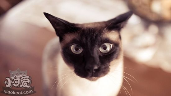 怎么訓(xùn)練暹羅貓 訓(xùn)練暹羅貓的4個(gè)方法