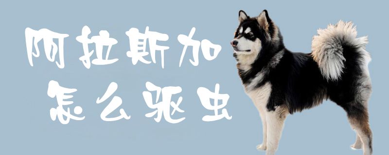 阿拉斯加怎么驅(qū)蟲1