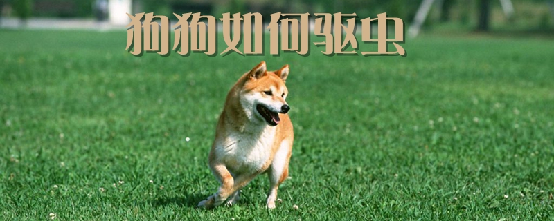 狗狗如何驅(qū)蟲