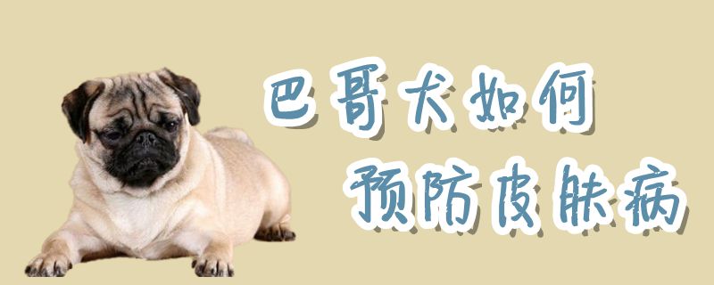 巴哥犬如何預(yù)防皮膚病