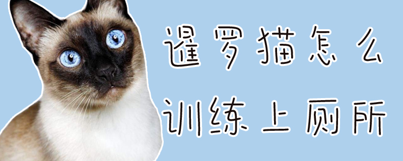 暹羅貓?jiān)趺从?xùn)練上廁所