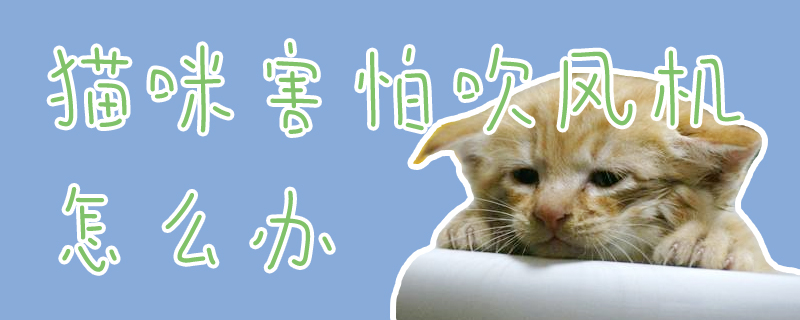貓咪害怕吹風(fēng)機(jī)怎么辦