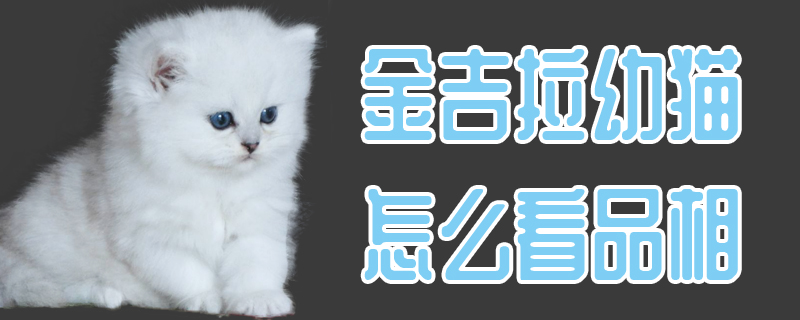 金吉拉幼貓怎么看品相