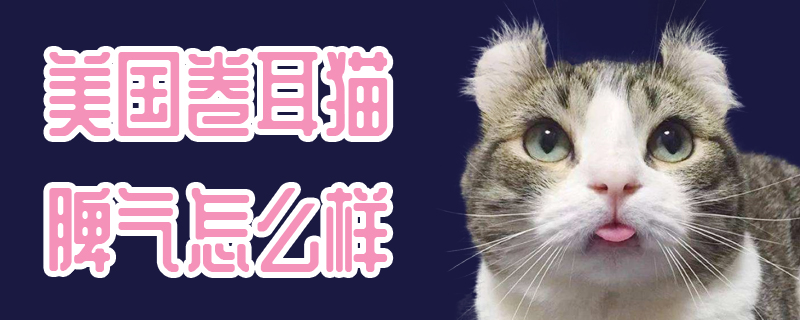 美國卷耳貓脾氣怎么樣