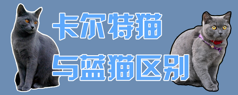卡爾特貓與藍(lán)貓區(qū)別