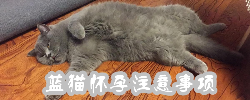 藍(lán)貓懷孕注意事項(xiàng)