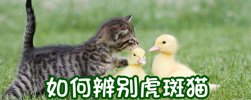 如何辨別虎斑貓