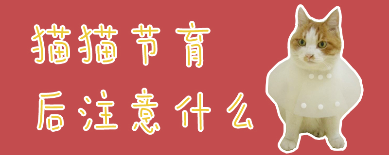 貓貓節(jié)育后注意什么