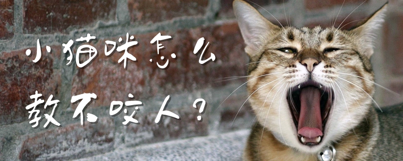 小貓咪怎么教不咬人
