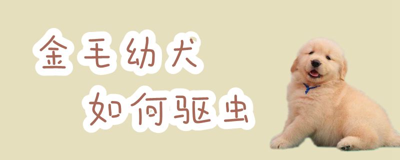 金毛幼犬如何驅(qū)蟲