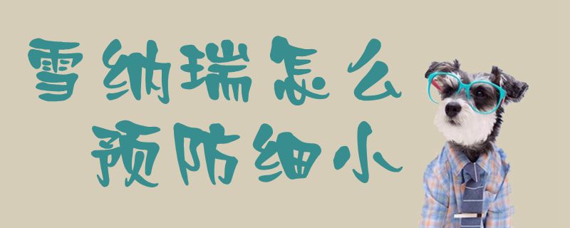 雪納瑞怎么預(yù)防細(xì)小1