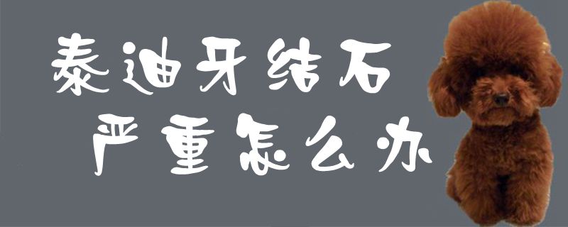 泰迪牙結(jié)石嚴(yán)重怎么辦1