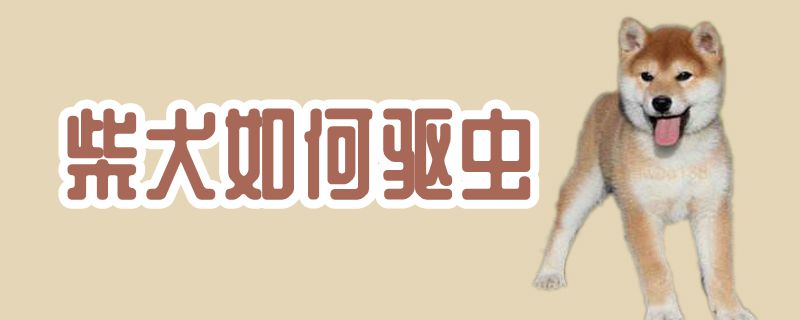 柴犬如何驅(qū)蟲(chóng)