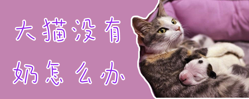 大貓沒有奶怎么辦