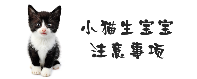 小貓生寶寶注意事項(xiàng)