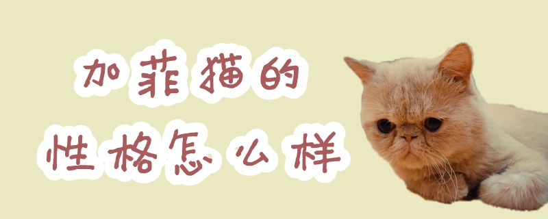 加菲貓的性格怎么樣