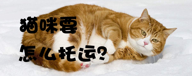 貓咪要怎么托運(yùn)