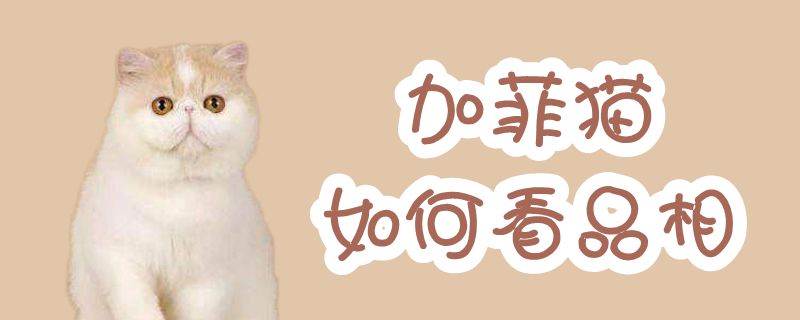 加菲貓如何看品相