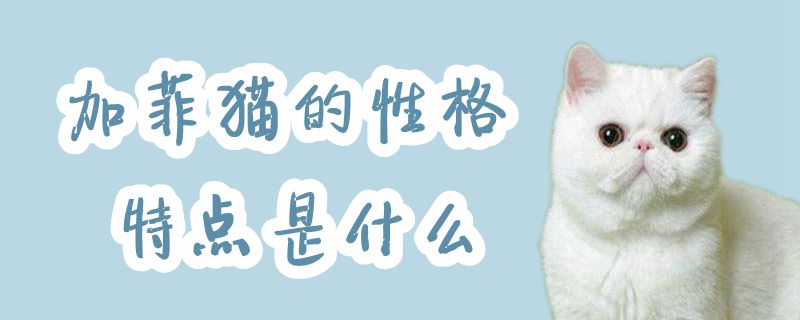 加菲貓的性格特點(diǎn)是什么