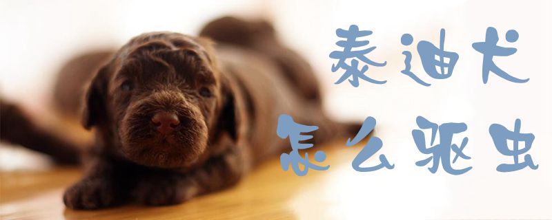 泰迪犬怎么驅(qū)蟲1