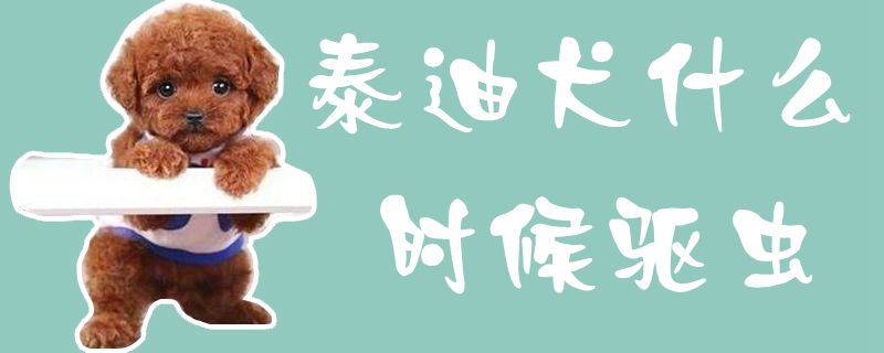 泰迪犬什么時(shí)候驅(qū)蟲1