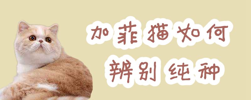 加菲貓如何辨別純種