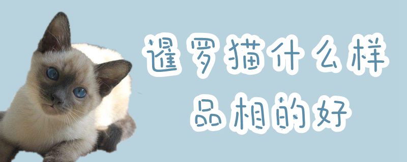 暹羅貓什么樣品相的好