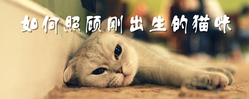 如何照顧剛出生的貓咪