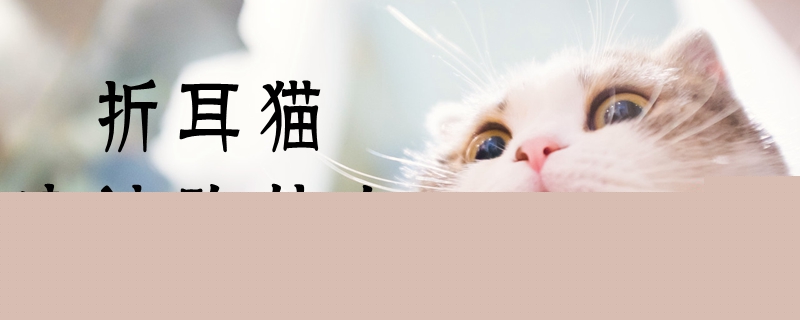 折耳貓應(yīng)該吃什么