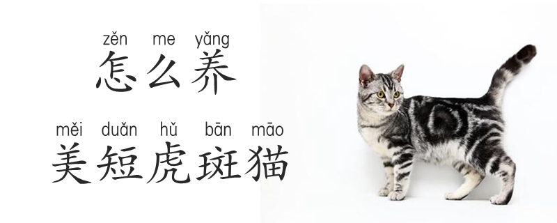 怎么養(yǎng)美短虎斑貓