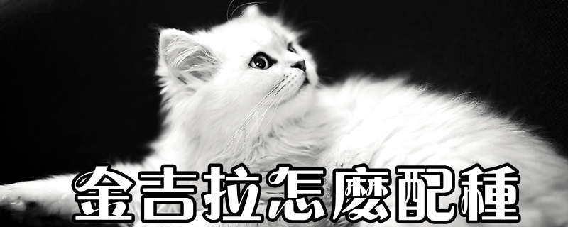 金吉拉怎么配種