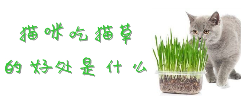 貓咪吃貓草的好處是什么